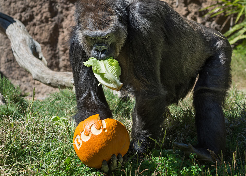 Boo At The Zoo