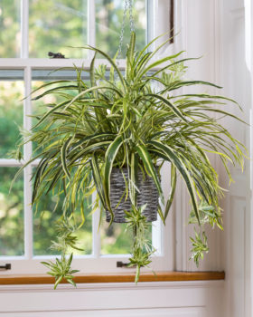 indoor hanging plants low light