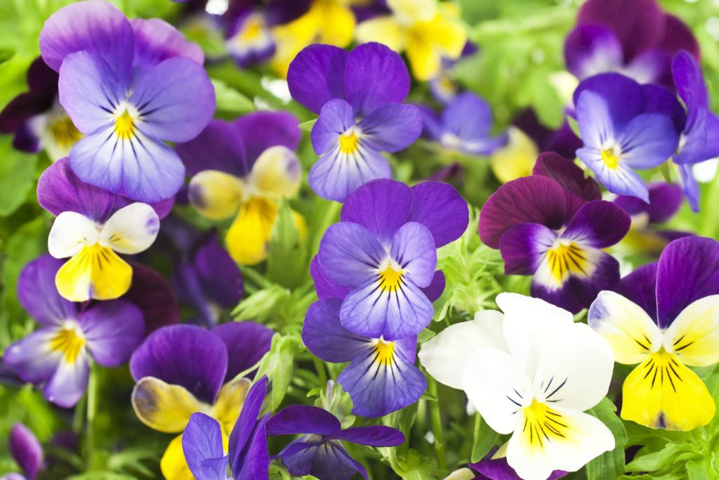 10 Spring Bloom Plants for Your Home Garden Rodeo Realty