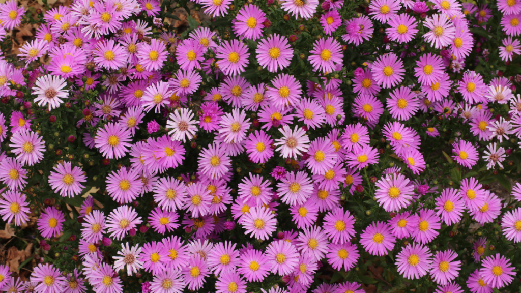 fall plants