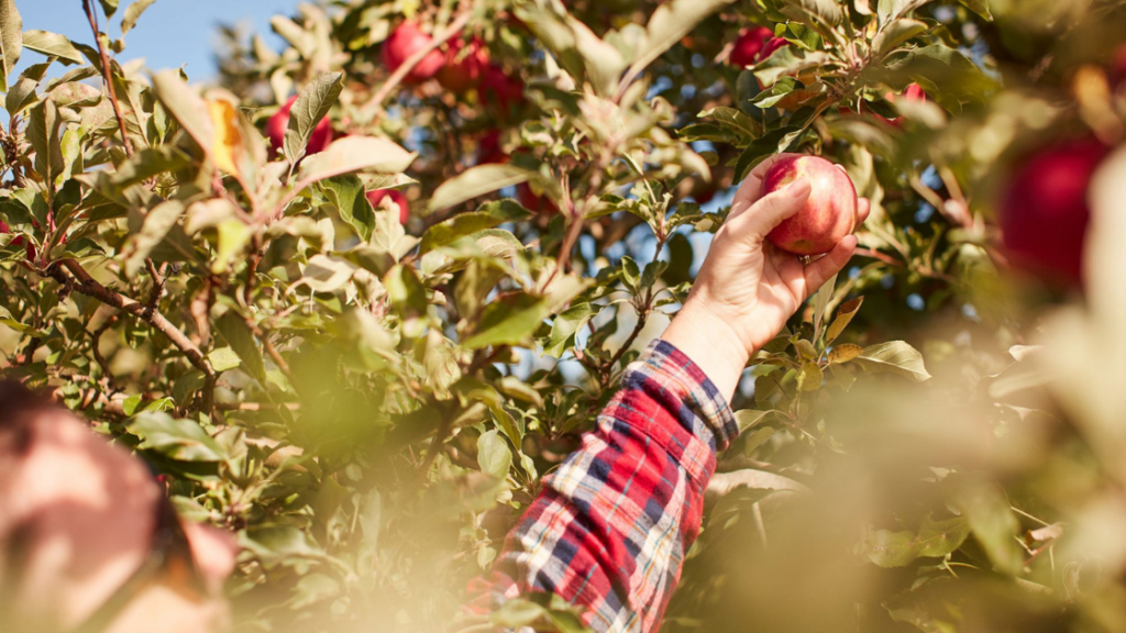 Where to go Apple Picking in SoCal this Fall