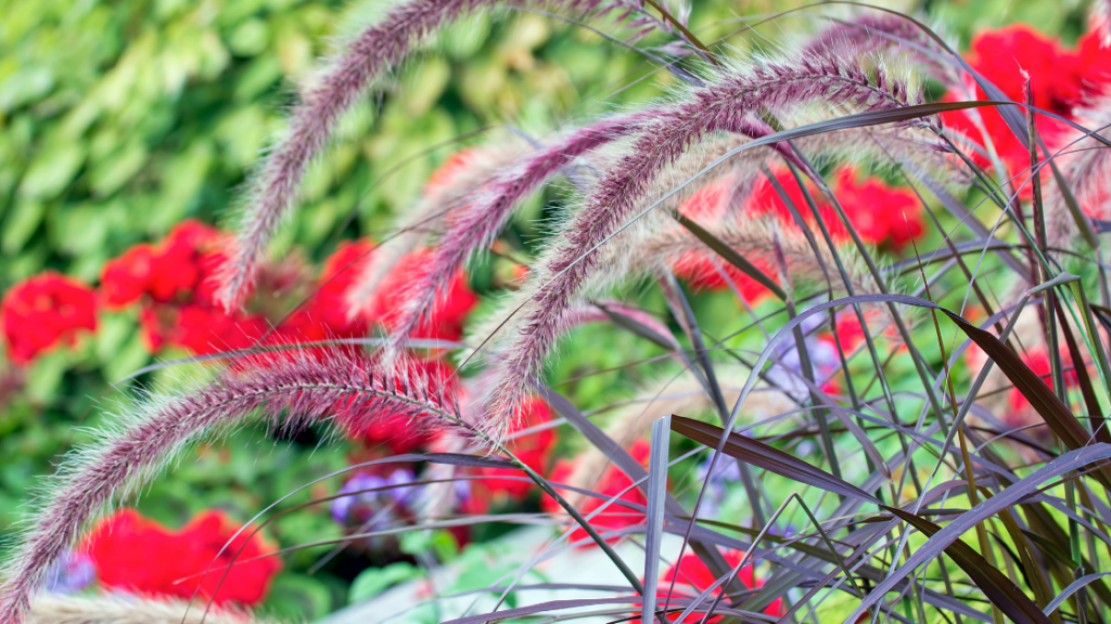 fall plants