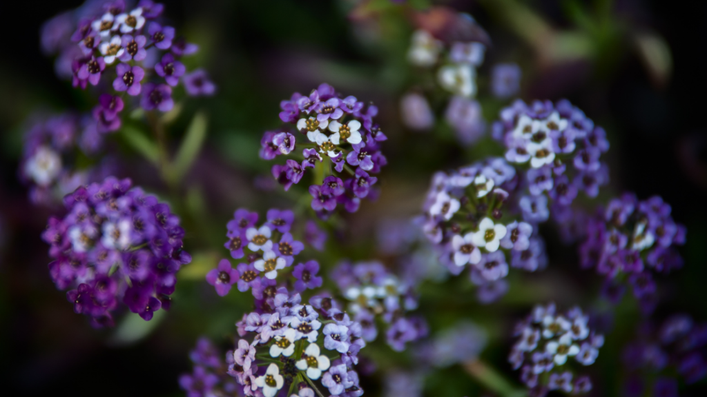 fall plants