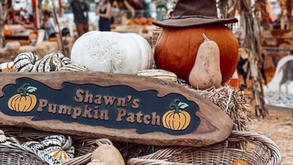 Our Favorite Local Pumpkin Patches | Out & About - Rodeo Realty